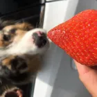 Business 12 image BUDDIES N WALKIES Pets & Animals in Coventry We