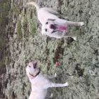 Business 13 image BUDDIES N WALKIES Pets & Animals in Coventry We