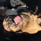 Business 14 image BUDDIES N WALKIES Pets & Animals in Coventry We