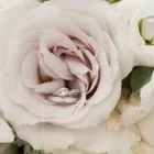 Business 3 image CAROLINE PRITCHARD PHOTOGRAPHY Photographic Services in Coventry We