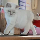 Business 2 image CATS WHISKERS Catteries in Bolton La