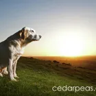 Business 1 image CEDAR PEAS PICTURES Commercial & Industrial Photographers in Hungerford Be