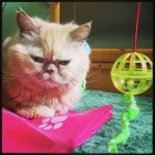 Business 3 image CHANDNI Caterers in London Gr