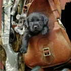 Business 2 image CHRIS DAVIES APPLIANCE REPAIRS Stoves & Ovens - Repairs & Parts in Banbury Ox