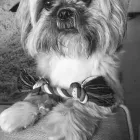 Business 12 image COAST SHUTTERS & BLINDS Shutters in Penarth So