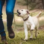 Business 4 image COTSWOLD DOG TRAINING Pets & Animals in Cheltenham Gl