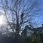 Business 9 image COUNTY TREE SERVICES Tree Services in Barry So