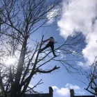 Business 10 image COUNTY TREE SERVICES Tree Services in Barry So