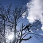 Business 15 image COUNTY TREE SERVICES Tree Services in Barry So