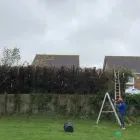 Business 28 image COUNTY TREE SERVICES Tree Services in Barry So