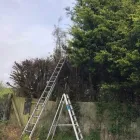 Business 35 image COUNTY TREE SERVICES Tree Services in Barry So