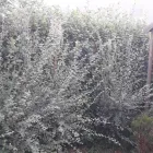 Business 44 image COUNTY TREE SERVICES Tree Services in Barry So