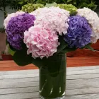 Business 8 image CREAM AND BROWNS FLORIST Wedding Services in Middlesbrough Cl