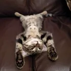 Business 1 image DAISY CHAIN PET SITTER Pets & Animals in Nottingham No