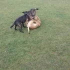 Business 2 image DAISY CHAIN PET SITTER Pets & Animals in Nottingham No