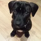 Business 3 image DAISY CHAIN PET SITTER Pets & Animals in Nottingham No