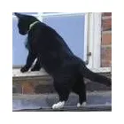 Business 4 image DAISY CHAIN PET SITTER Pets & Animals in Nottingham No