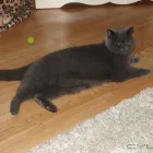 Business 5 image DAISY CHAIN PET SITTER Pets & Animals in Nottingham No