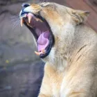 Business 1 image DAVID DODGE PHOTOGRAPHY Wedding Services in London Gr