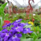 Business 1 image DAVIES BROTHERS NURSERY Trees & Shrubs in Burnham Es