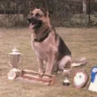 Business 13 image DELTA  ONE CANINES Pets & Animals in Coventry We