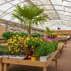 Business 4 image DOBBIES GARDEN CENTRE HARLESTONE HEATH Plant Nurseries & Garden Centres in Northampton No