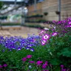 Business 4 image DOBBIES GARDEN CENTRE STOCKTON Plant Nurseries & Garden Centres in Stockton-On-Tees Cl