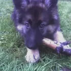 Business 5 image DOG DAYS DOG WALKING SERVICES.  EST. 2008 Pets & Animals in Aberdeen Ab