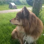 Business 7 image DOG DAYS DOG WALKING SERVICES.  EST. 2008 Pets & Animals in Aberdeen Ab