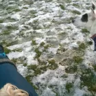 Business 9 image DOG DAYS DOG WALKING SERVICES.  EST. 2008 Pets & Animals in Aberdeen Ab