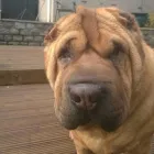 Business 10 image DOG DAYS DOG WALKING SERVICES.  EST. 2008 Pets & Animals in Aberdeen Ab