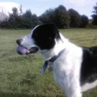 Business 13 image DOG DAYS DOG WALKING SERVICES.  EST. 2008 Pets & Animals in Aberdeen Ab