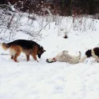 Business 15 image DOG DAYS DOG WALKING SERVICES.  EST. 2008 Pets & Animals in Aberdeen Ab