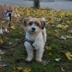 Business 20 image DOG DAYS DOG WALKING SERVICES.  EST. 2008 Pets & Animals in Aberdeen Ab