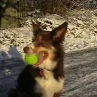 Business 22 image DOG DAYS DOG WALKING SERVICES.  EST. 2008 Pets & Animals in Aberdeen Ab