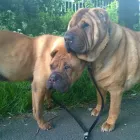 Business 24 image DOG DAYS DOG WALKING SERVICES.  EST. 2008 Pets & Animals in Aberdeen Ab