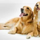 Business 2 image DOGSBODIES CANINE EDUCATION Dog Training in Northampton No