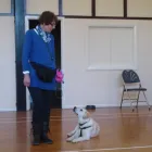 Business 4 image DOGSBODIES CANINE EDUCATION Dog Training in Northampton No
