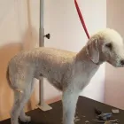 Business 3 image DOGZ R US Dog & Cat Grooming in WIMBORNE Do