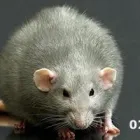 Business 1 image DPG PLUS Drains & Pipe Cleaning in Glasgow La