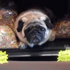 Business 4 image DUSTY'S PETSHOP Pets & Animals in Aberdeen Ab