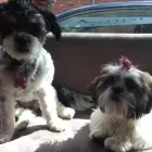 Business 1 image EAST DORSET STORAGE & WAREHOUSING LTD Storage in WIMBORNE Do