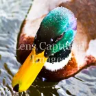 Business 14 image ENTERPRISE 4 ALL (NORTH WEST) LTD Management & Business Consultants in Blackburn La