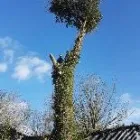 Business 5 image EVE TREE CARE Turf Suppliers in Epsom Su