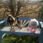 Business 3 image FIDO'S DOG GROOMING SALON Pets & Animals in Nuneaton Wa