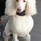 Business 7 image FIDO'S DOG GROOMING SALON Pets & Animals in Nuneaton Wa