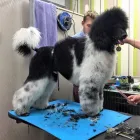 Business 8 image FIDO'S DOG GROOMING SALON Pets & Animals in Nuneaton Wa