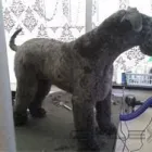 Business 10 image FIDO'S DOG GROOMING SALON Pets & Animals in Nuneaton Wa