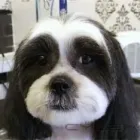 Business 13 image FIDO'S DOG GROOMING SALON Pets & Animals in Nuneaton Wa