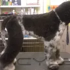 Business 14 image FIDO'S DOG GROOMING SALON Pets & Animals in Nuneaton Wa